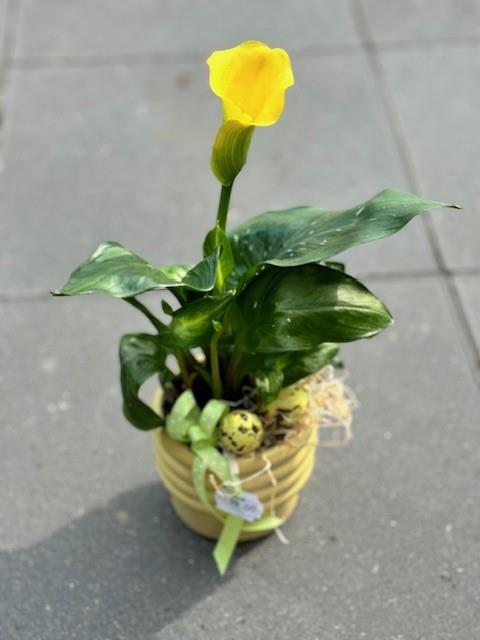 Sammenplantninger