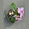 Sammenplantninger